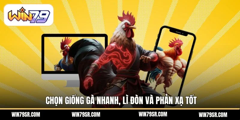 Chọn giống gà nhanh, lì đòn và phản xạ tốt